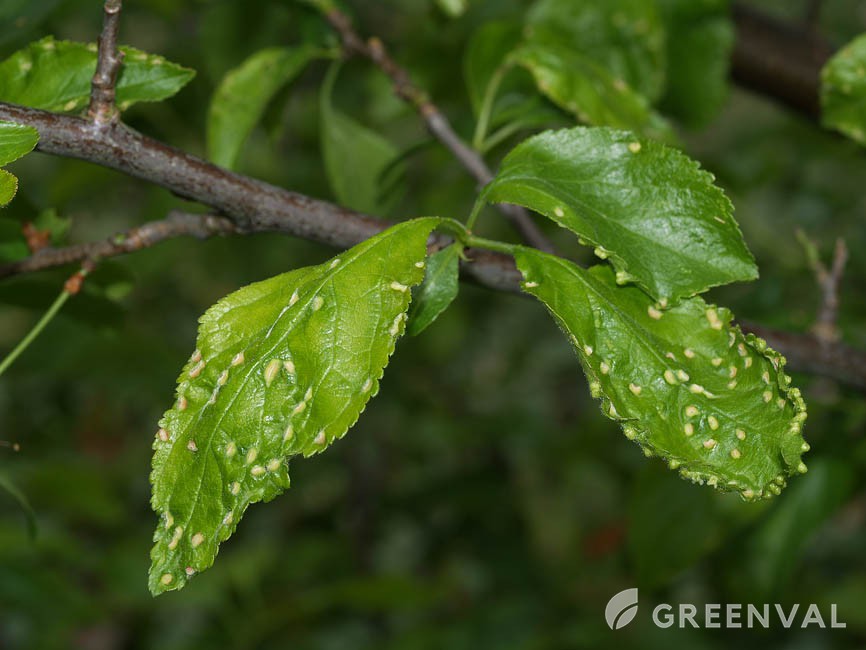 Кліщ сливовий кишеньковий фото 4