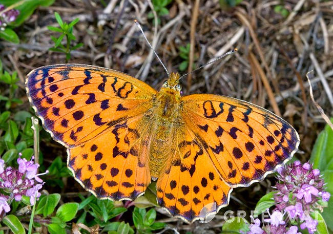 Перлівниця малинова фото 5