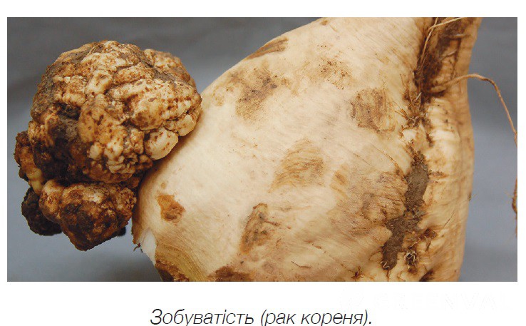 Рак ушкодження листя Томат звичайний