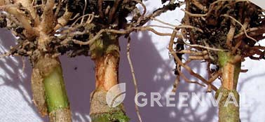 Вертицильоз ушкодження стебло Томат звичайний