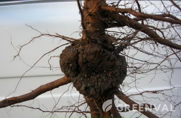 Кореневий бактеріальний рак ушкодження коріння Яблуня домашня
