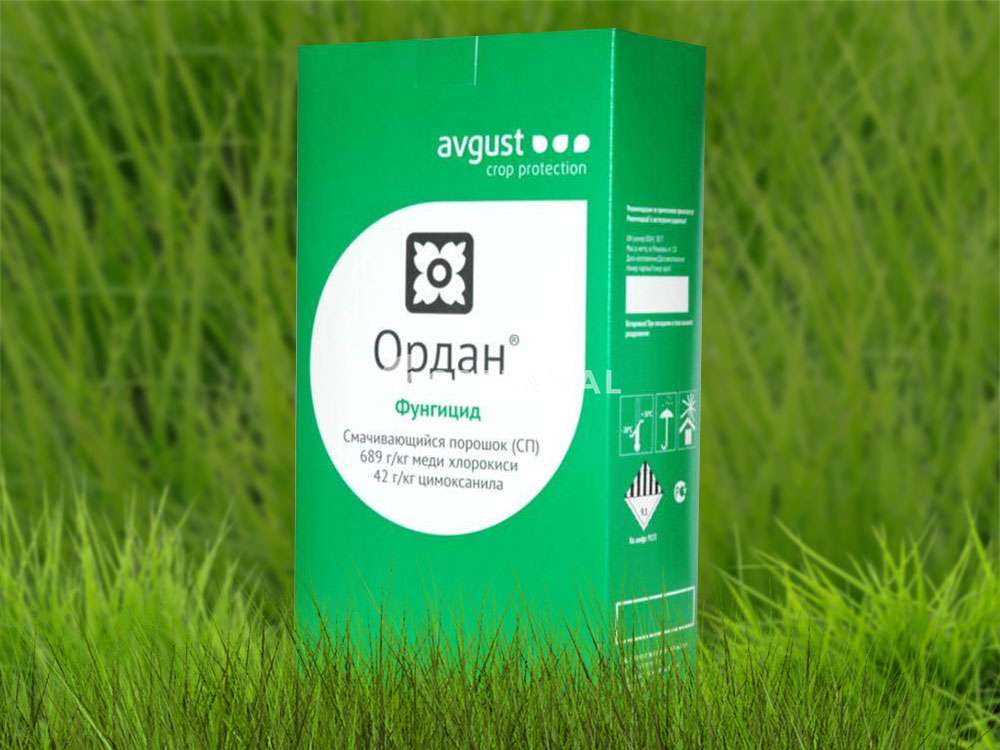 Ордан, ЗП